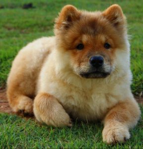 Chow Chow