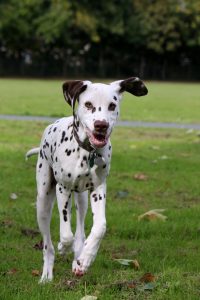 A Dalmatian