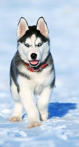 how much does a full grown pomsky weigh