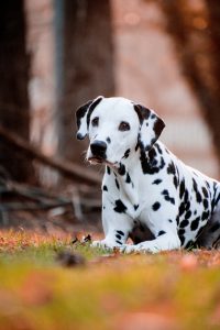 A Dalmatian