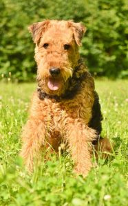 An airedale dog