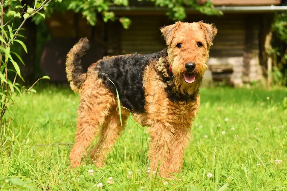 A airedale