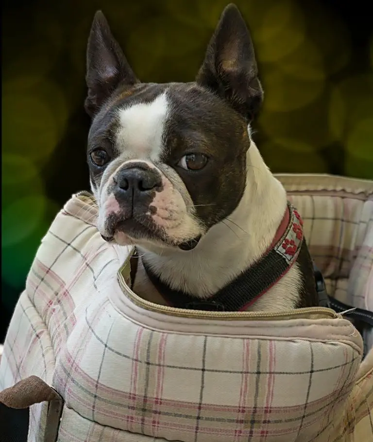 8 Best Luxury Designer Dog Carriers & Bags A Stylish Selection for 2020!