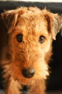 A airedale