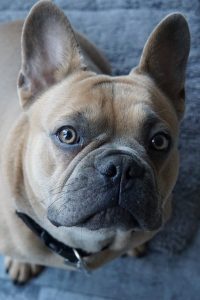 A french bulldog