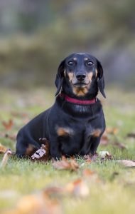 A dachshund