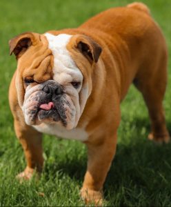 A bulldog