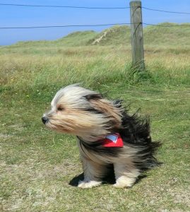 A dog outdoors