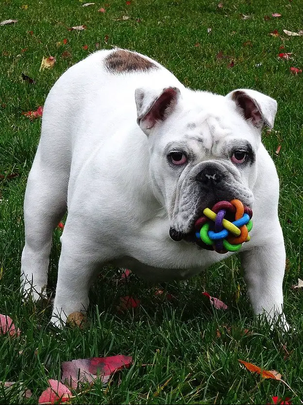 Top 5 Best Dog Toys Made in the USA! Officially Pets