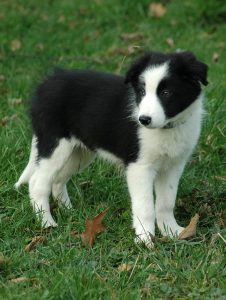 A border collie