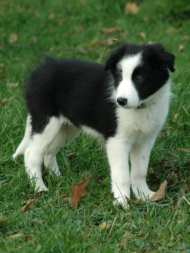 Do Border Collies Shed? - Border Collie Shedding Guide!