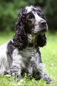 A cocker spaniel