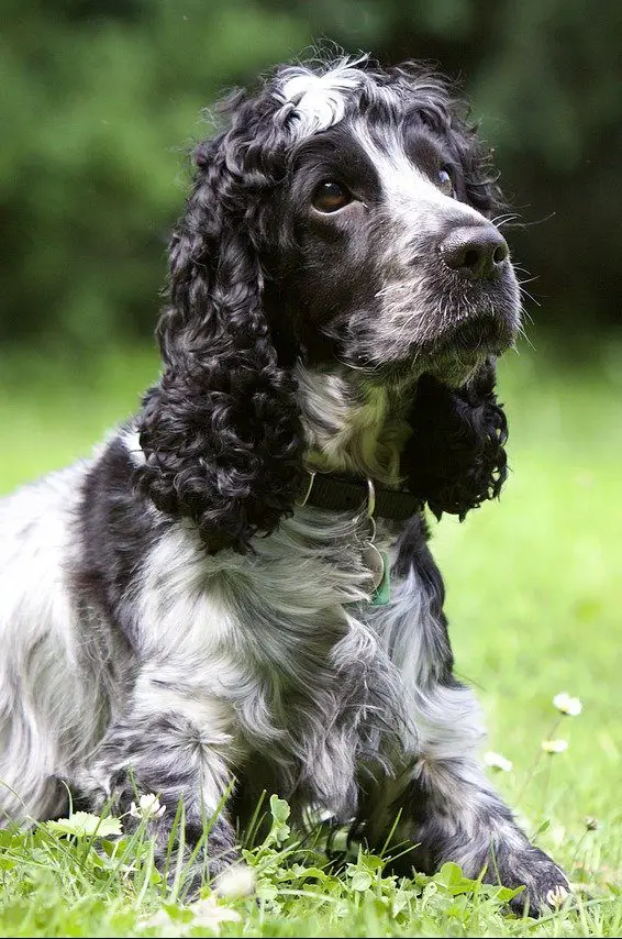 Do Cavapoos Shed? - Cavapoo Shedding Guide! - Officially Pets