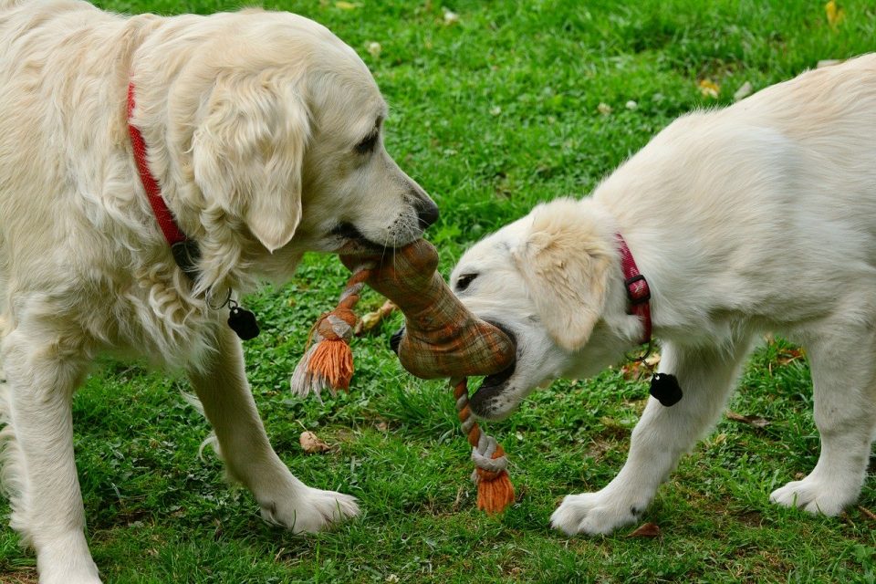 Dogs with a toy
