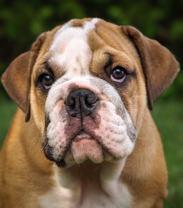 A bulldog