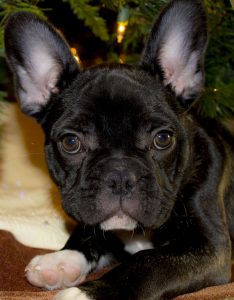 A french bulldog