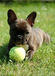 A french bulldog