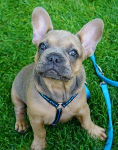 A french bulldog