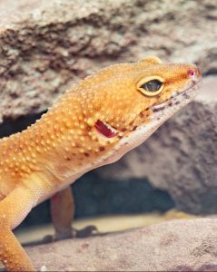 A Leopard Gecko