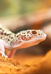 A Leopard Gecko