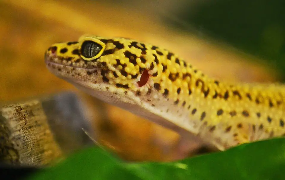 A Leopard Gecko