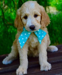 A Goldendoodle