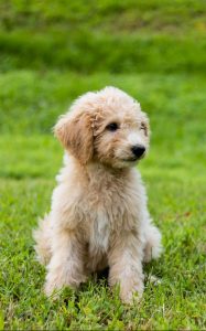 A goldendoodle