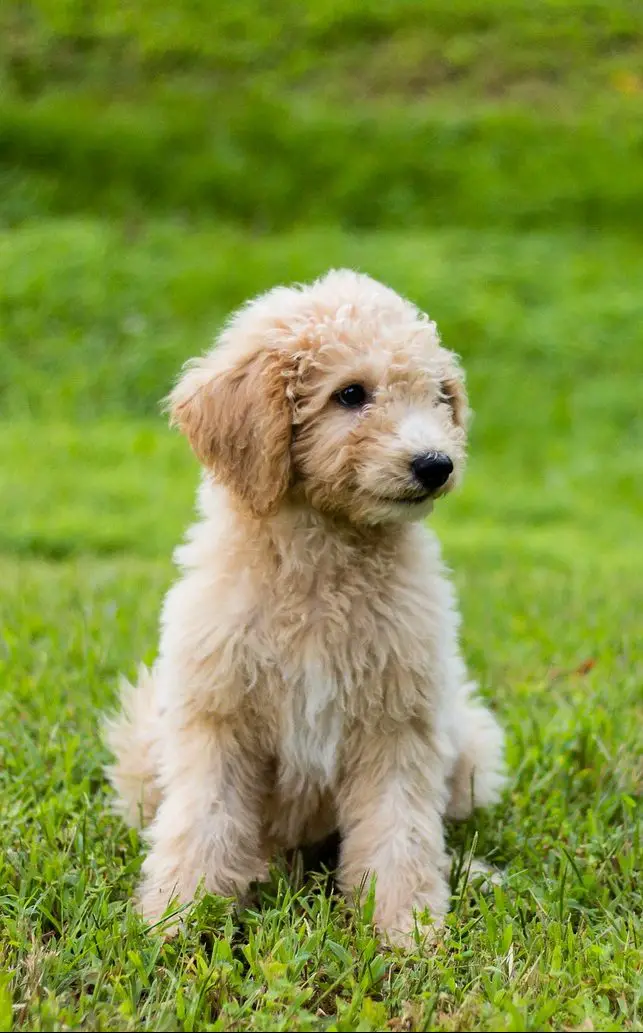 Do Mini Goldendoodles Shed? Mini Goldendoodle Shedding Guide!