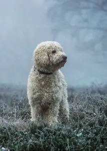 A Goldendoodle