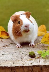 A guinea pig