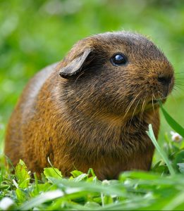 A guinea pig