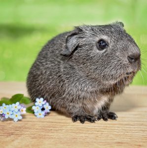 A guinea pig