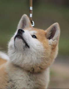 akita shedding a lot