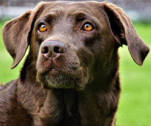 A Labrador