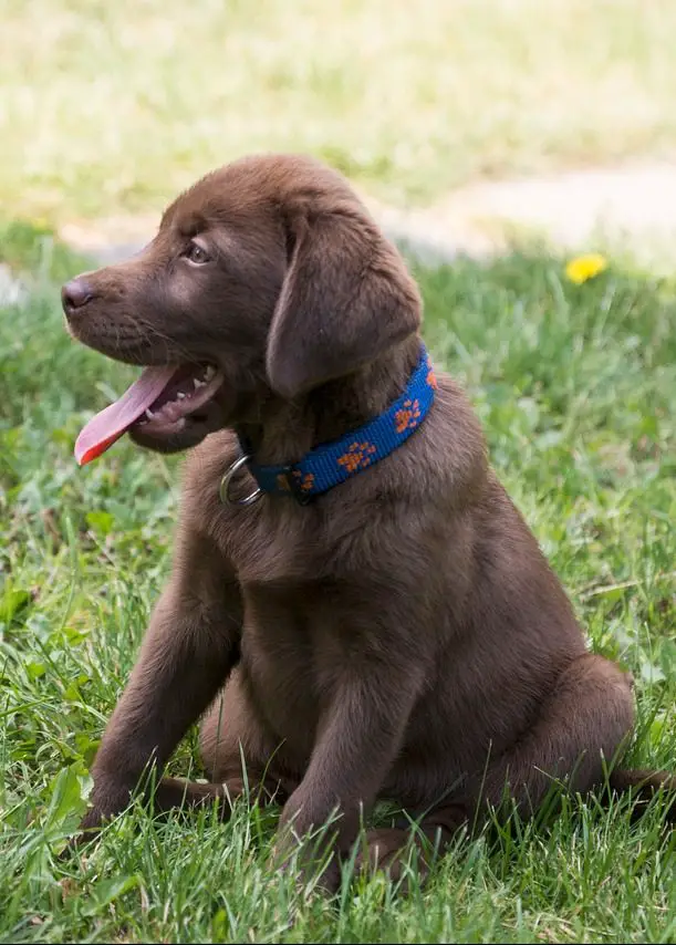 Do Chocolate Labs Shed? Chocolate Lab Shedding Guide!