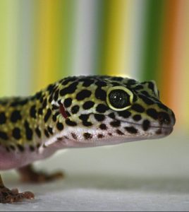 A Leopard Gecko