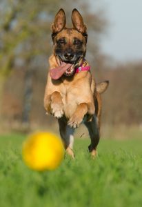 A dog with a toy