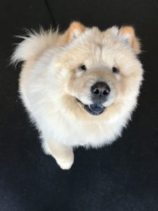 A chow chow