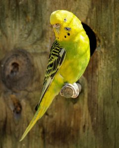 A parakeet