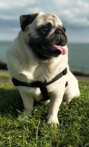 A pug