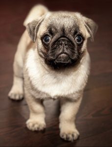 A pug