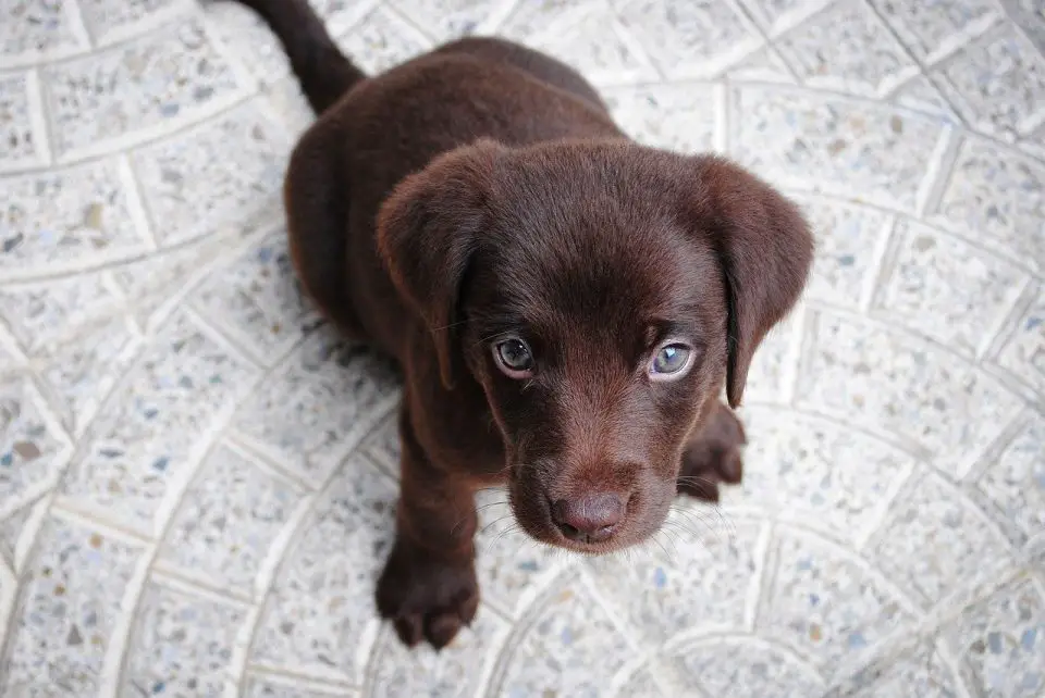 Do Chocolate Labs Shed? - Officially Pets