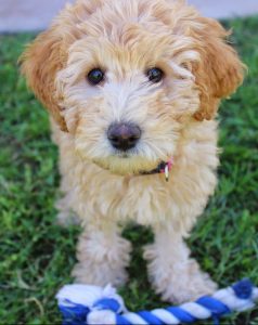 A Labradoodle