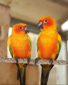 Two parakeets