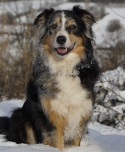 An aussiedoodle