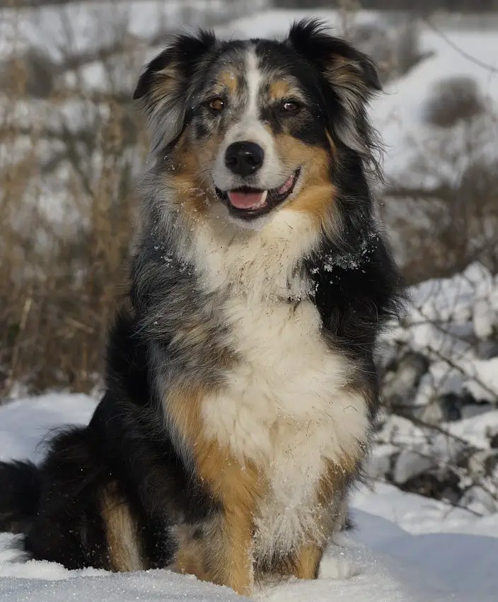 Do Aussiedoodles Shed? - Aussiedoodle Shedding Guide!