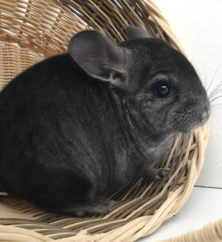 Top 8 Best Cages for Chinchillas! Reviews & (2020)
