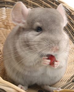 A chinchilla