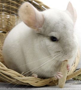 A chinchilla