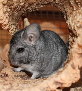 A chinchilla